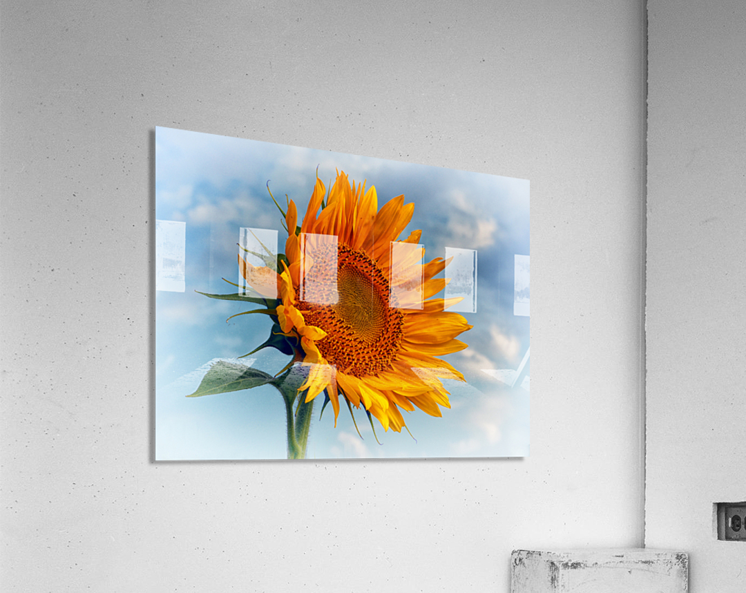Sunflower Solitaire in the Sky Acrylic Print