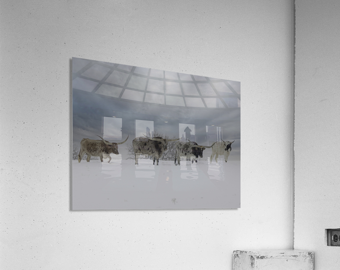 Longhorns Acrylic Print