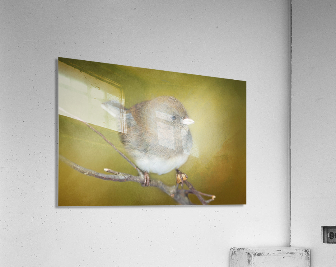 Dark Eyed Junco with Texture Acrylic Print