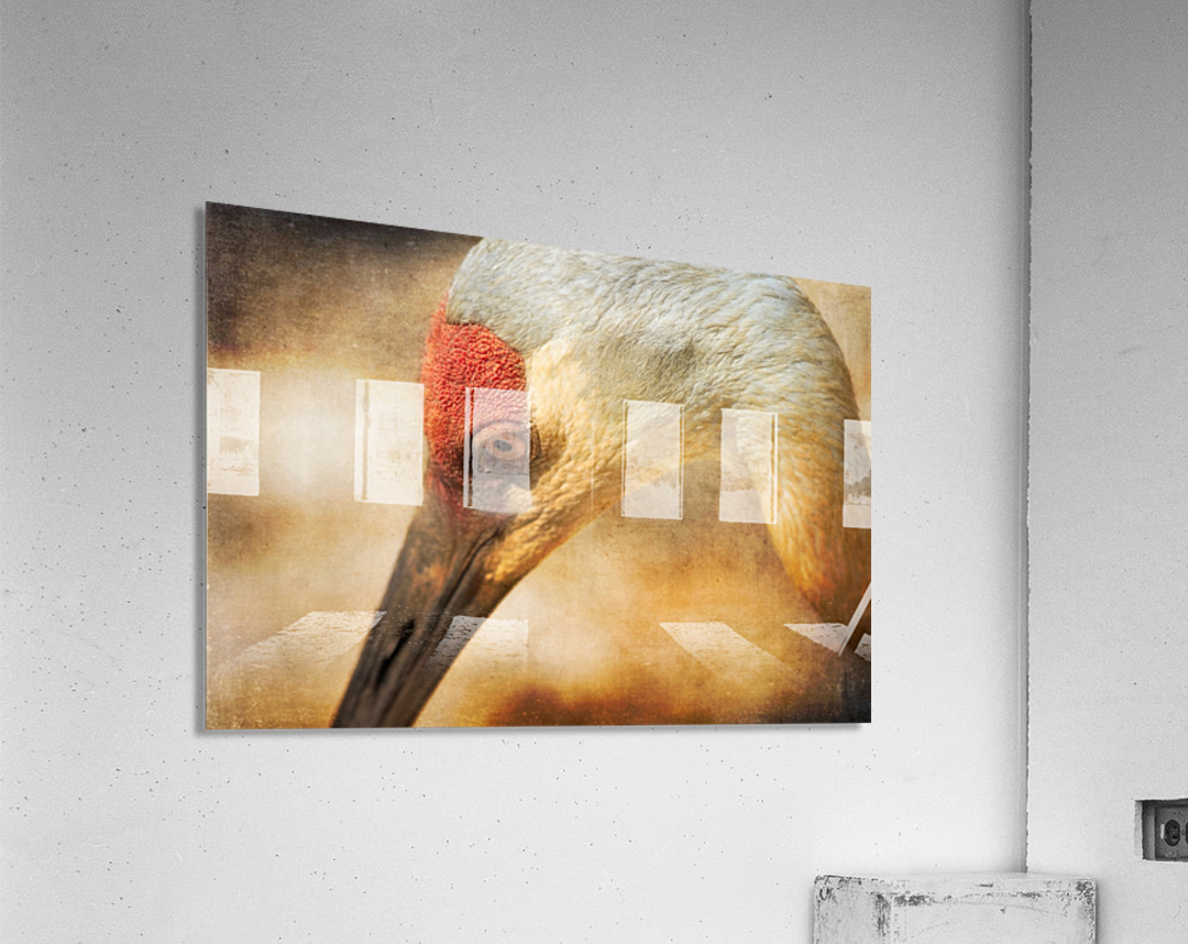 Solace Acrylic Print