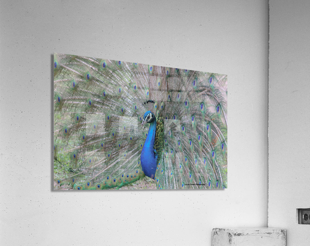 WILD IS MY FAVORITE COLOR SERIES-5 Acrylic Print