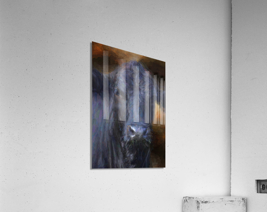 Black Angus Portrait  Acrylic Print
