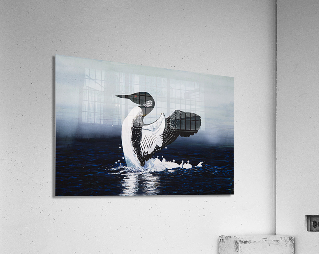 Common Loon Painting Acrylic Print