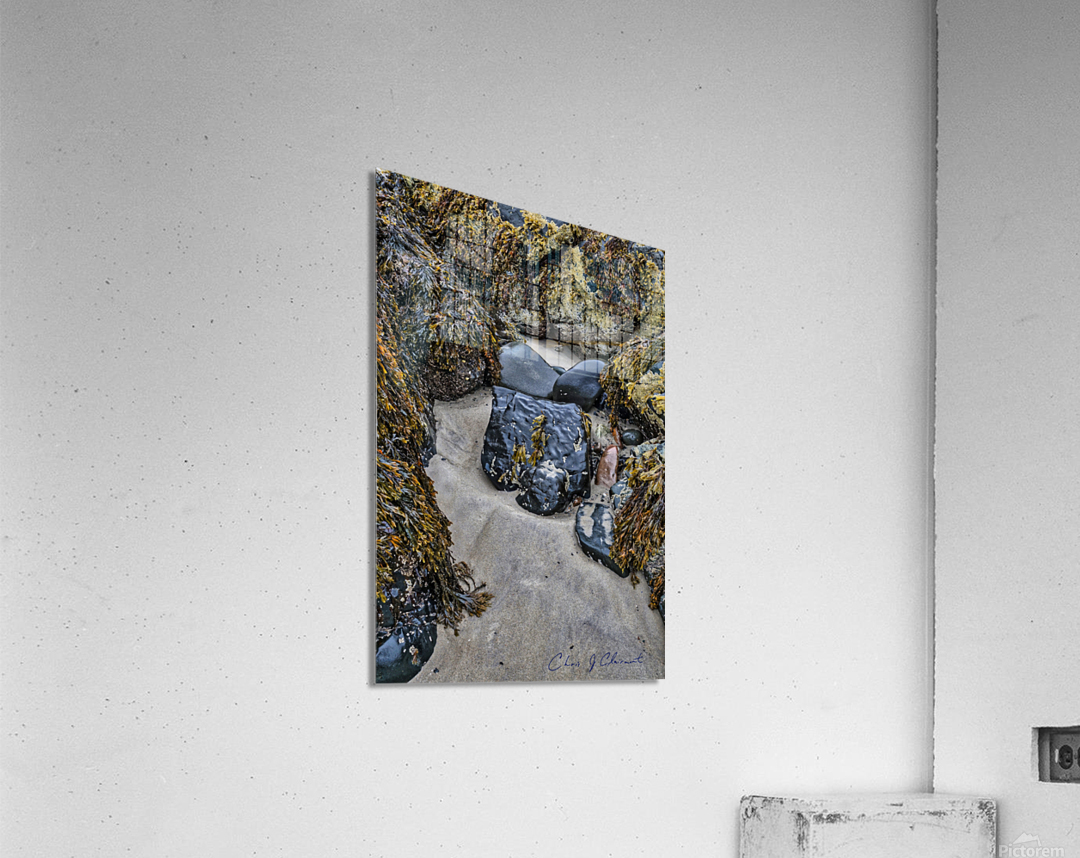 Seaweed & Ocean Air Acrylic Print