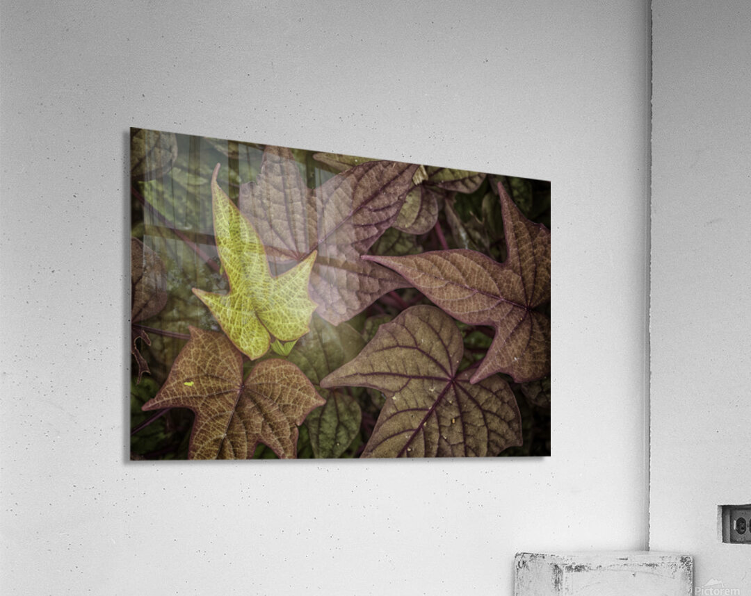 ivy Acrylic Print