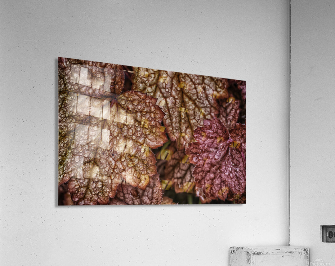 droplets Acrylic Print