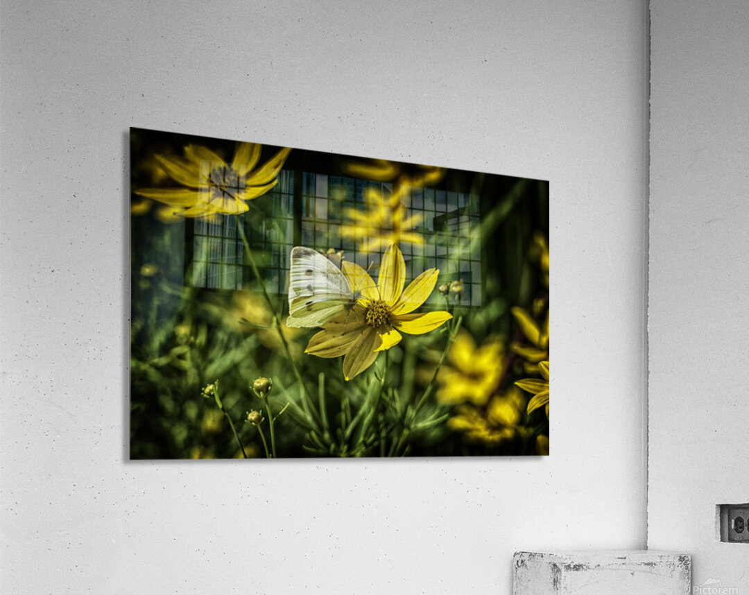 visitor Acrylic Print