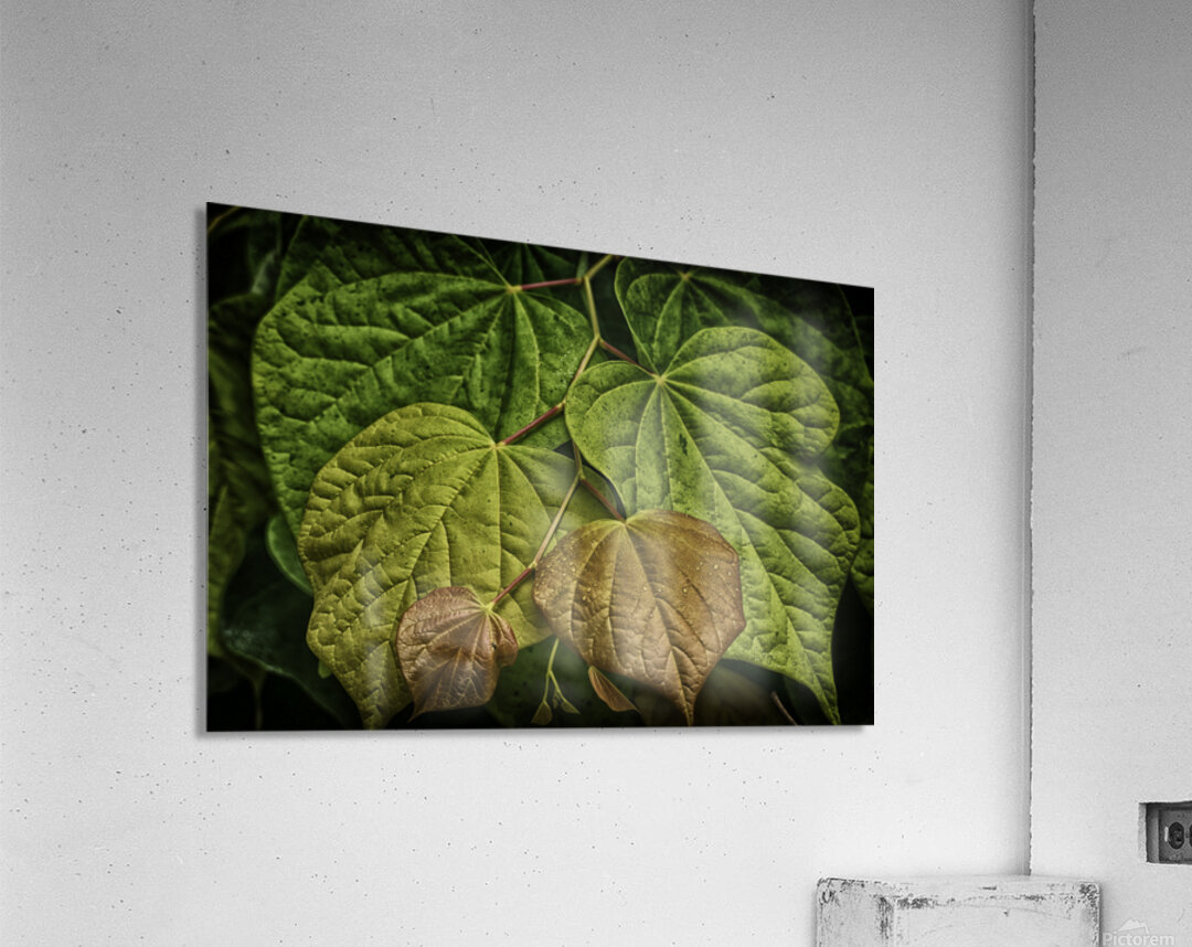 leaves Acrylic Print