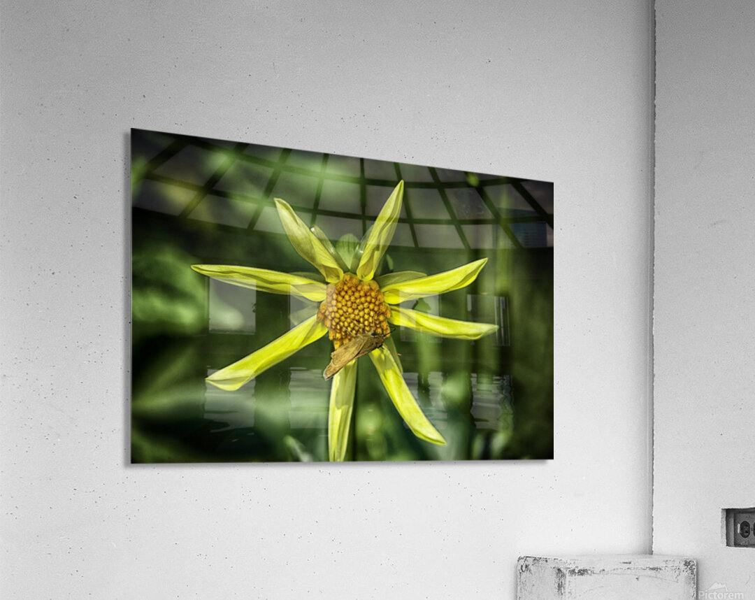 pinwheel Acrylic Print