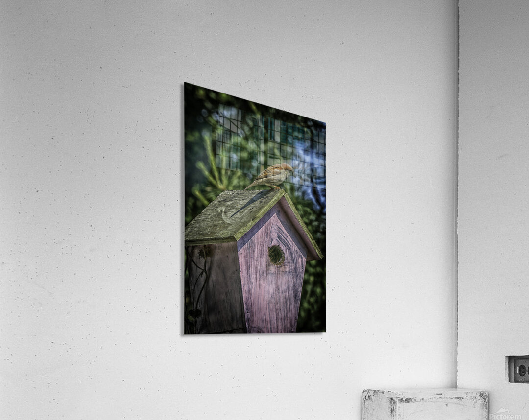 nesting Acrylic Print