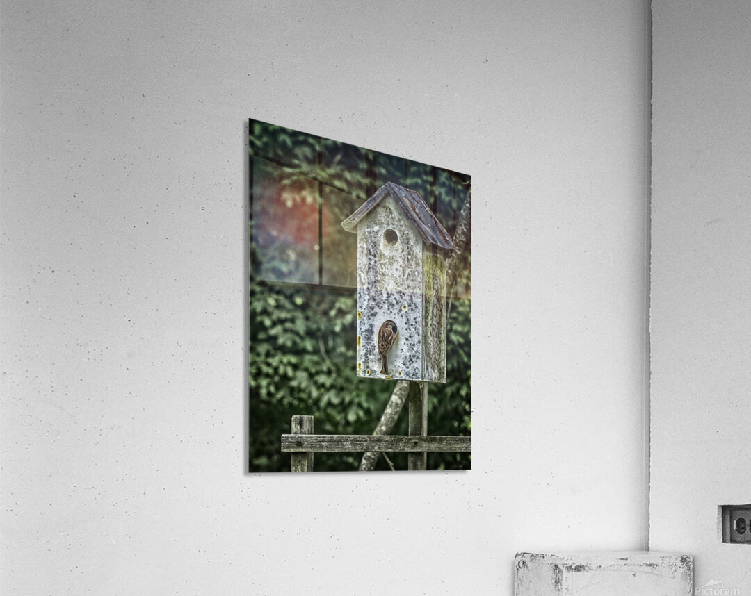 sparrow duplex Acrylic Print