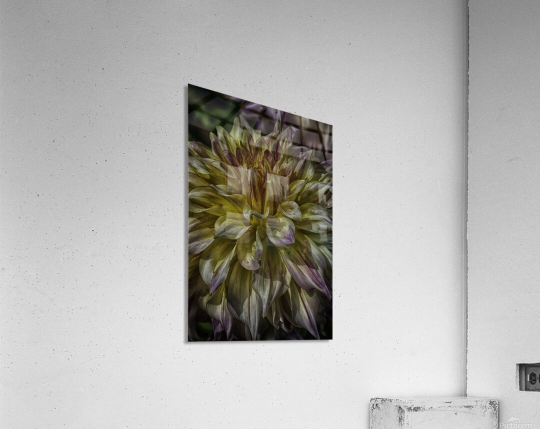 dahlia one Acrylic Print