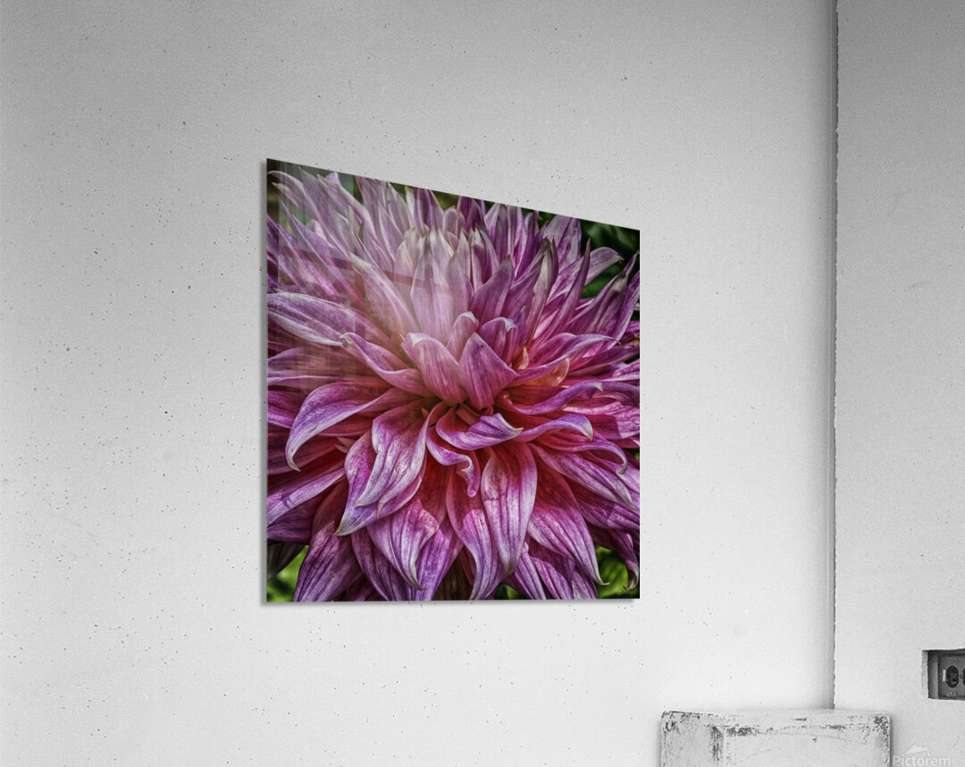 dahlia two Acrylic Print