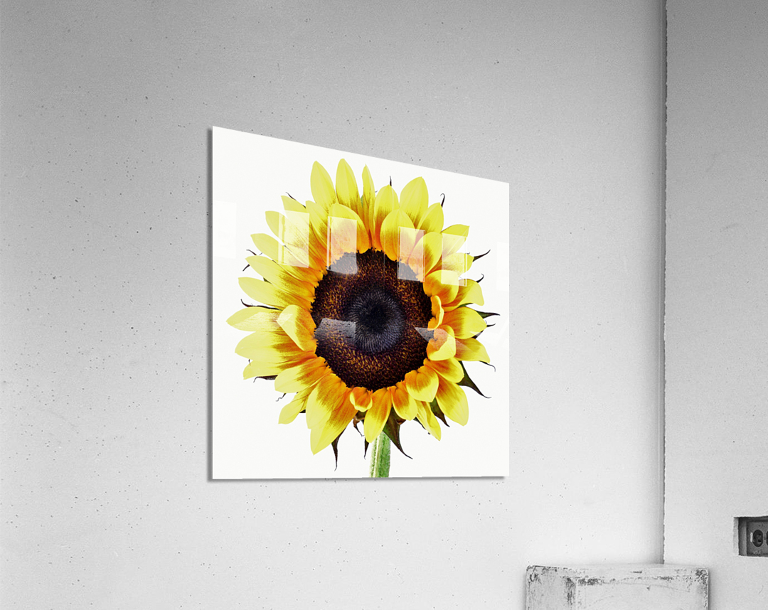 Sunny Acrylic Print