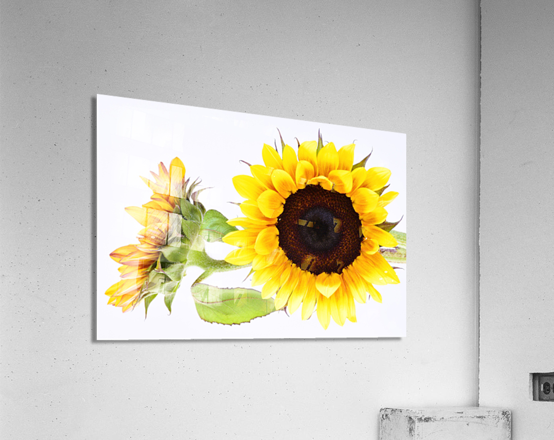 Beautifully Sunflower Acrylic Print