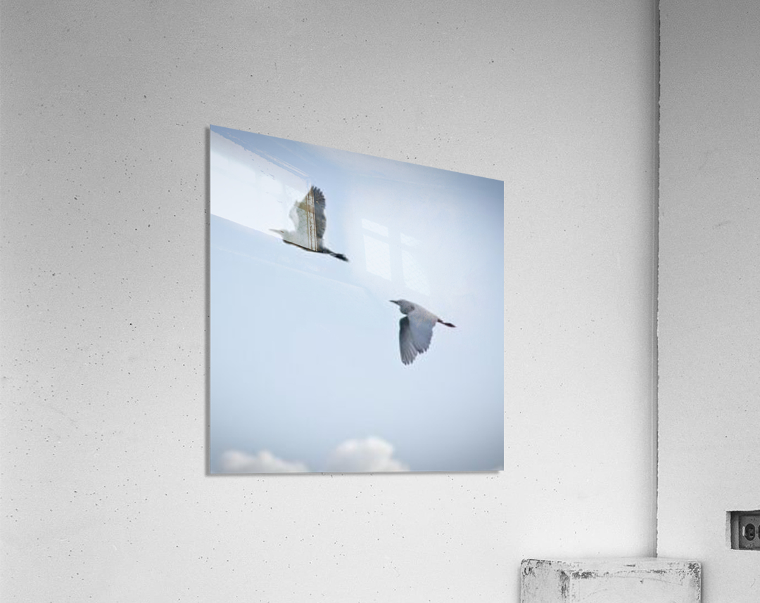 Birds duo Acrylic Print