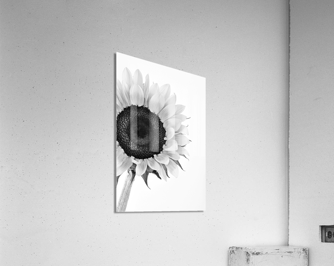 Hello Sunshine 2 Acrylic Print