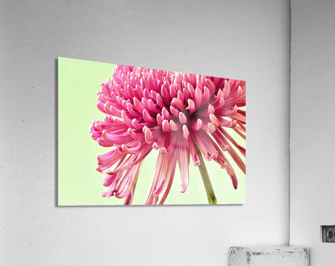 Blushing Chrysanthemum Acrylic Print