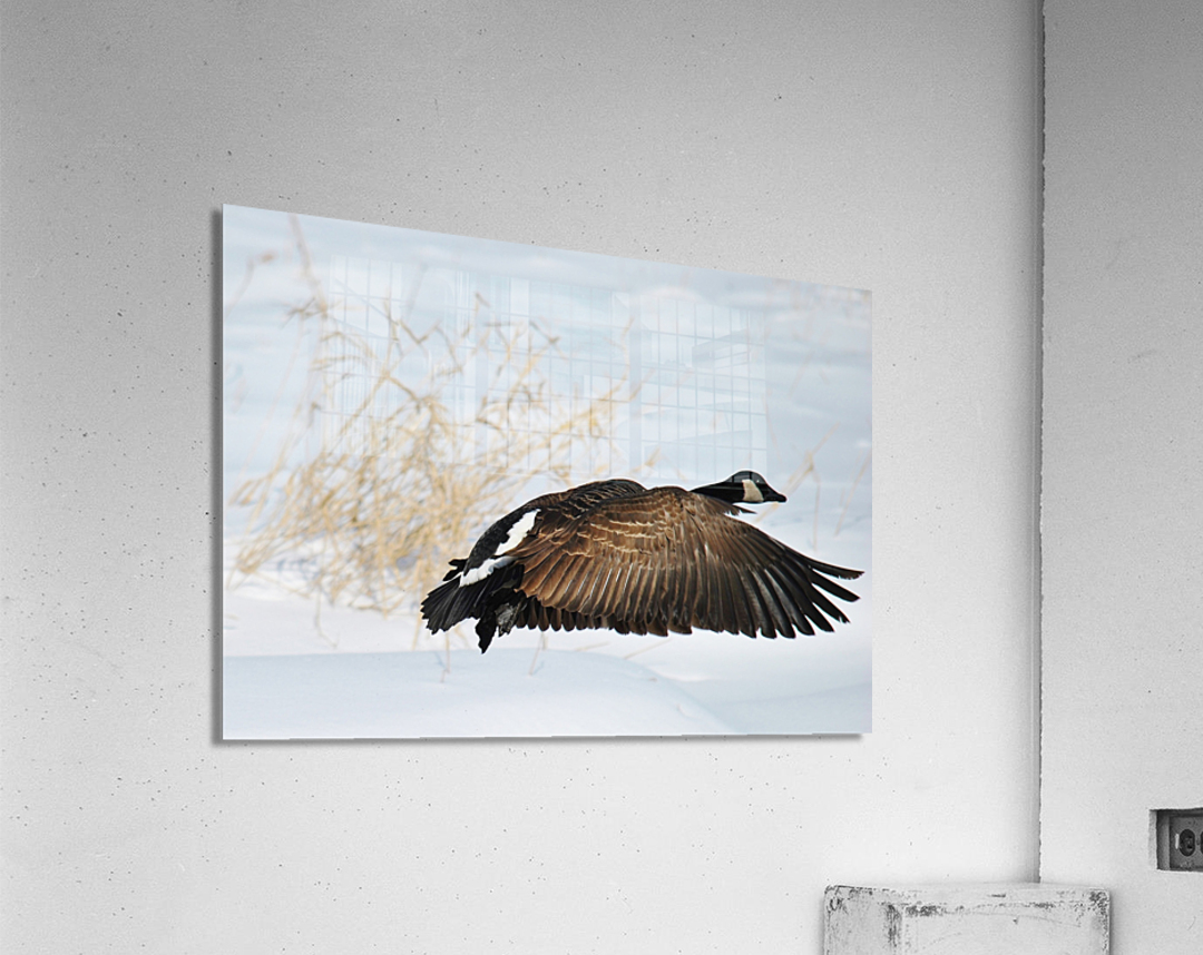 Winter Goose Acrylic Print