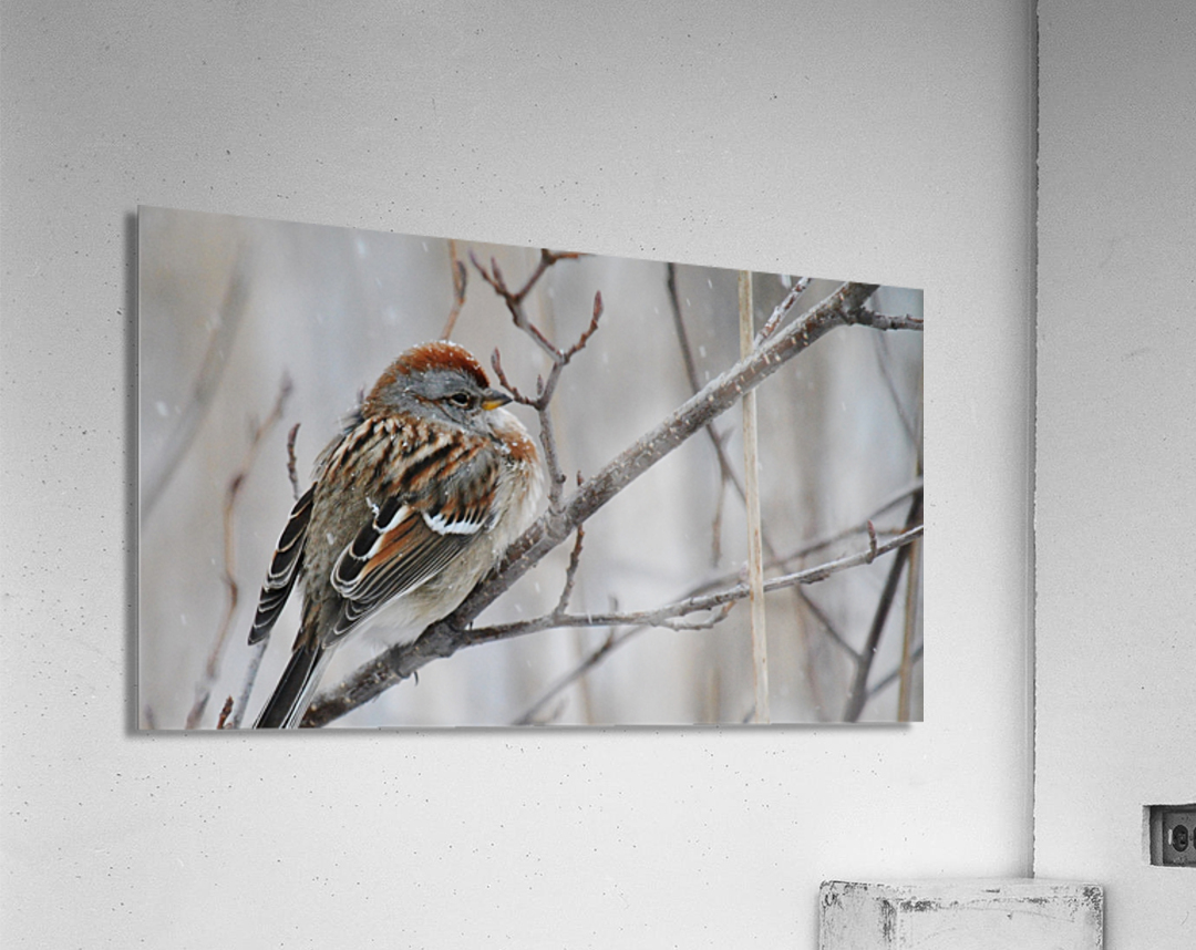 Winter Sparrow Acrylic Print