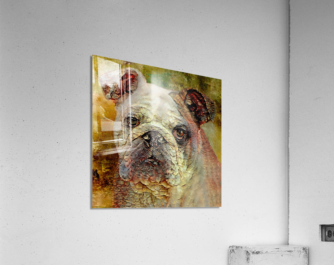 Portrait Of An English Bulldog Acrylic Print