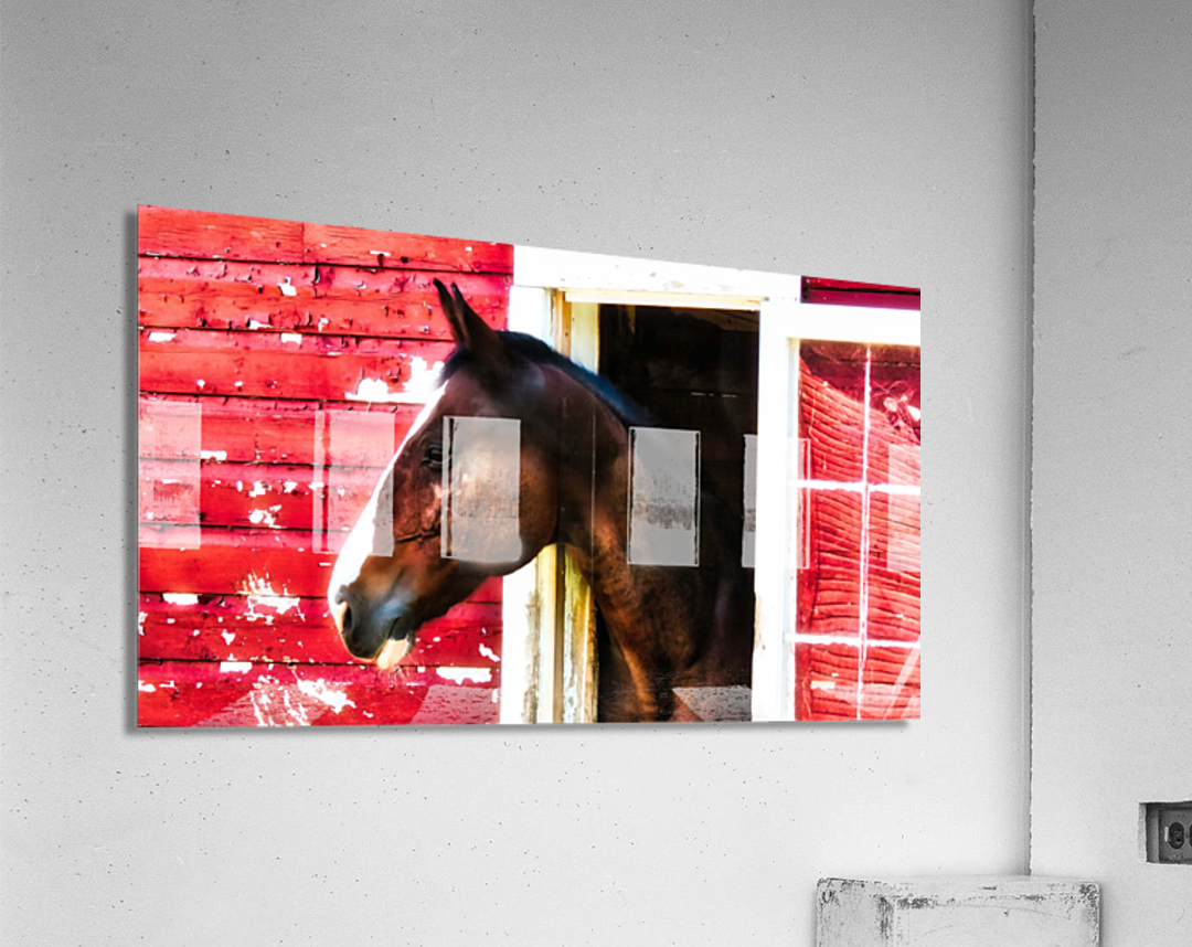 Horse Acrylic Print