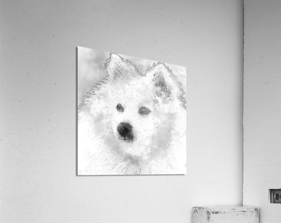 American Eskimo Spitz Acrylic Print