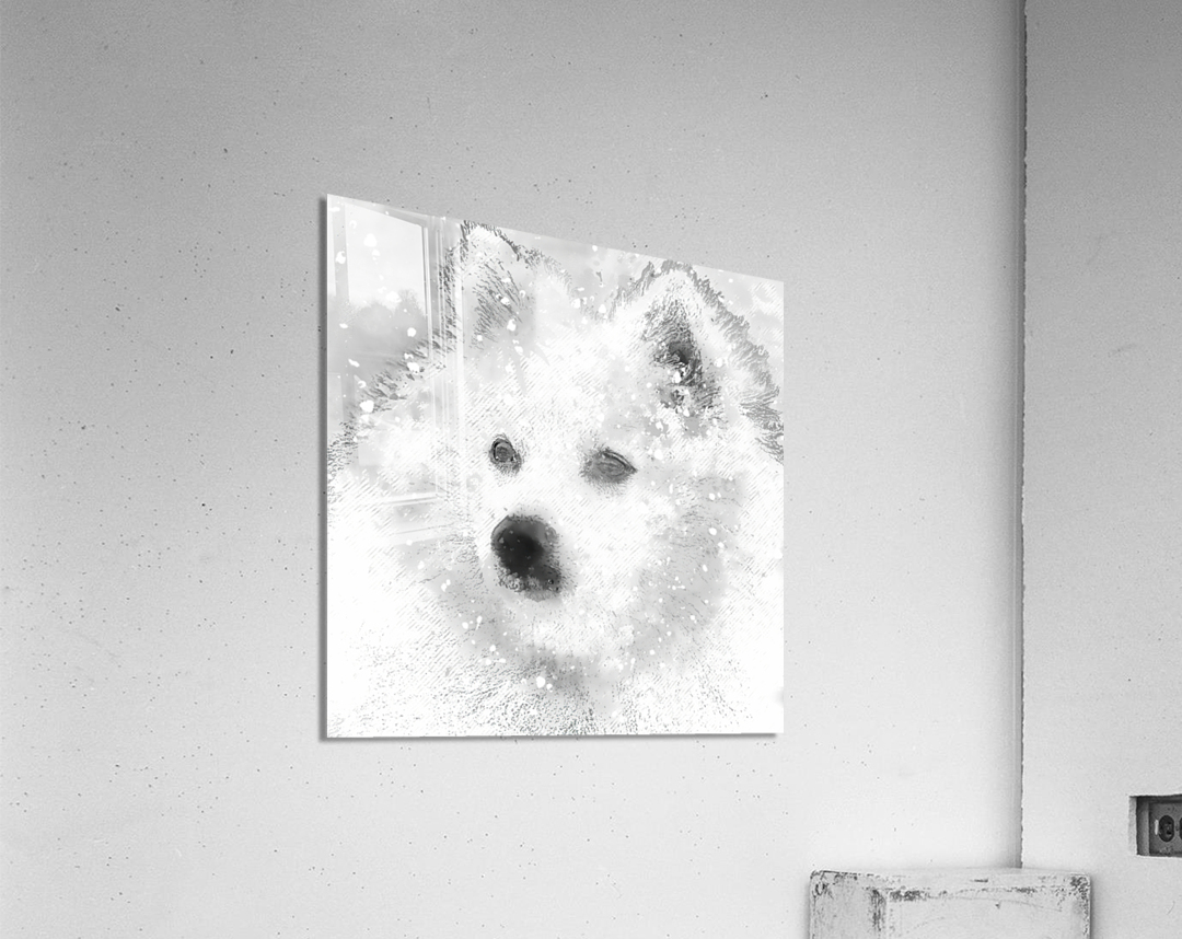  American Eskimo Snow Baby Acrylic Print