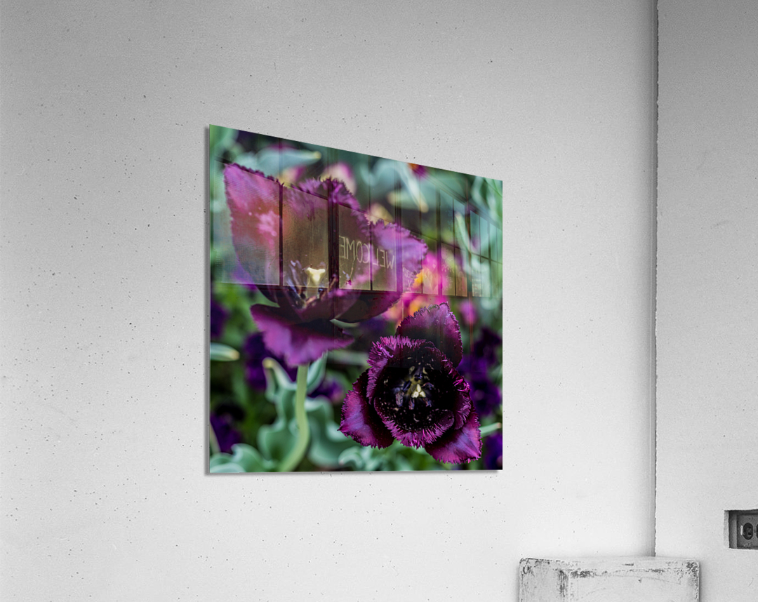 Purple Tulips Acrylic Print