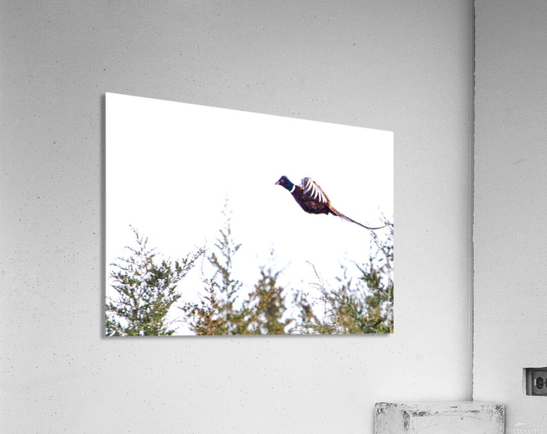 Pheasant 3 Acrylic Print