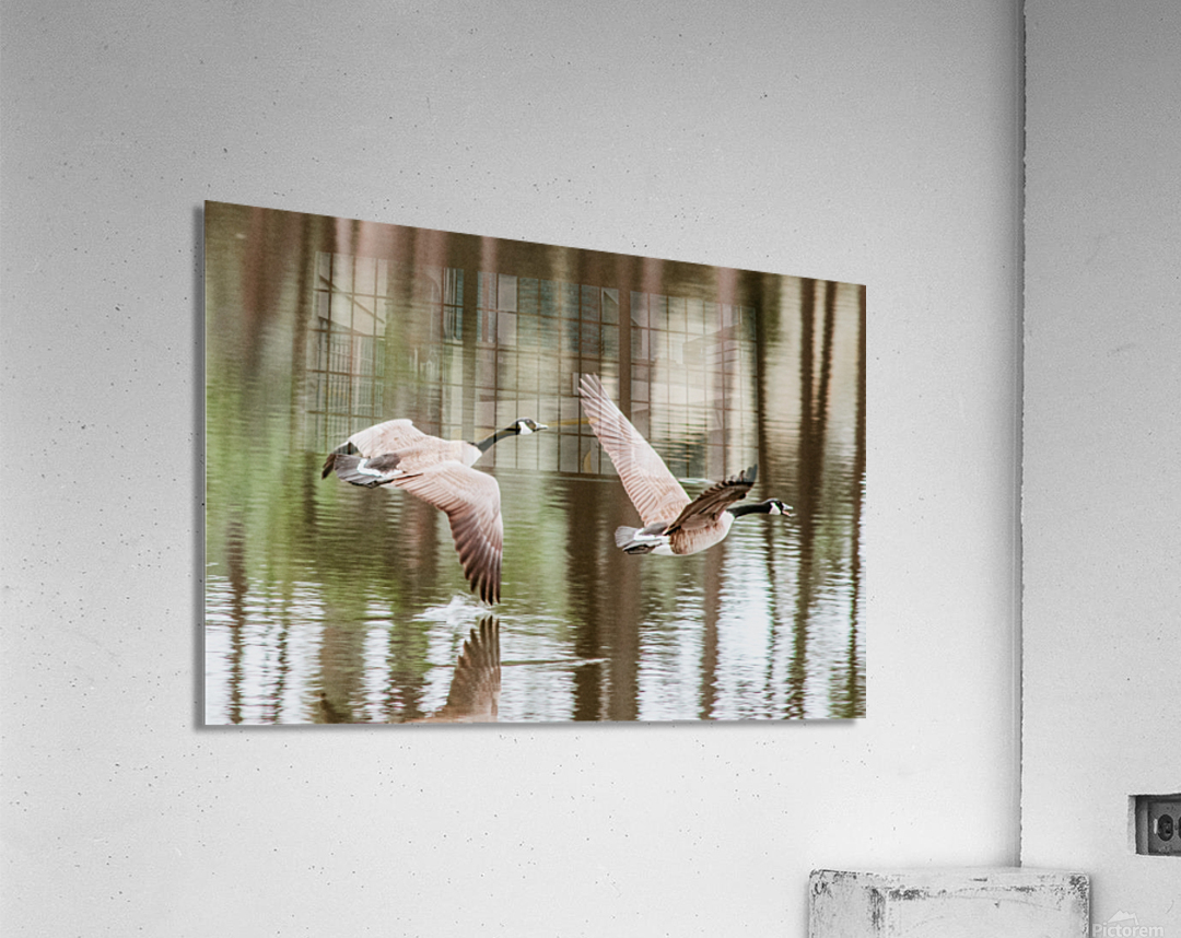 B7DCA13C 2177 46DC ABD2 30CB7D01CFE2 Acrylic Print