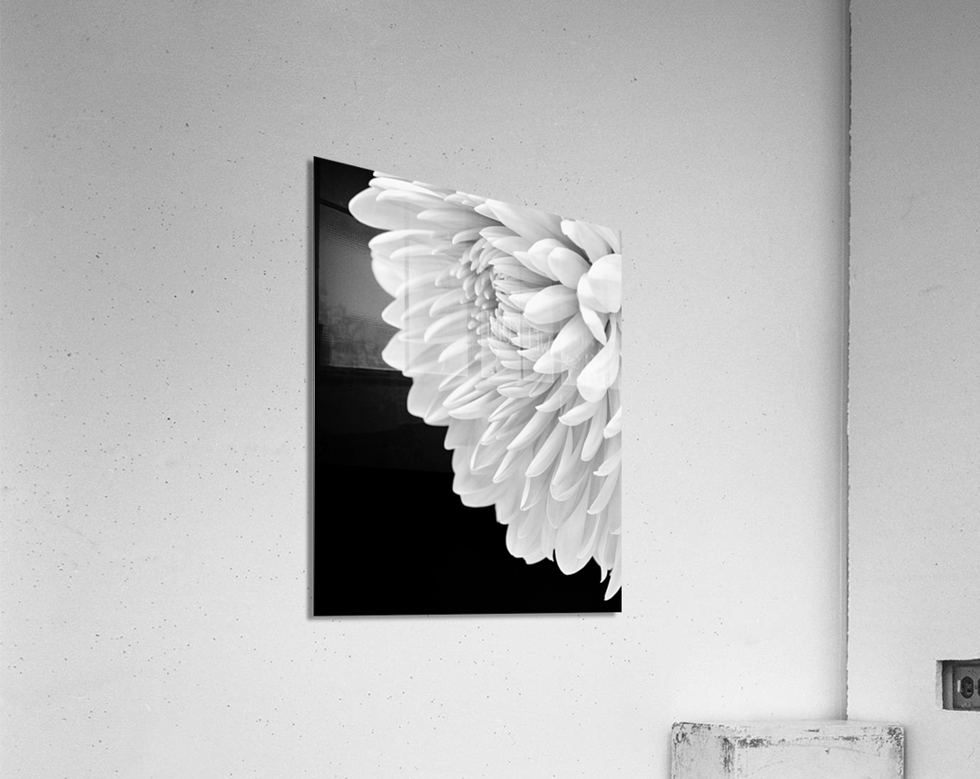 Hello Gorgeous  Acrylic Print