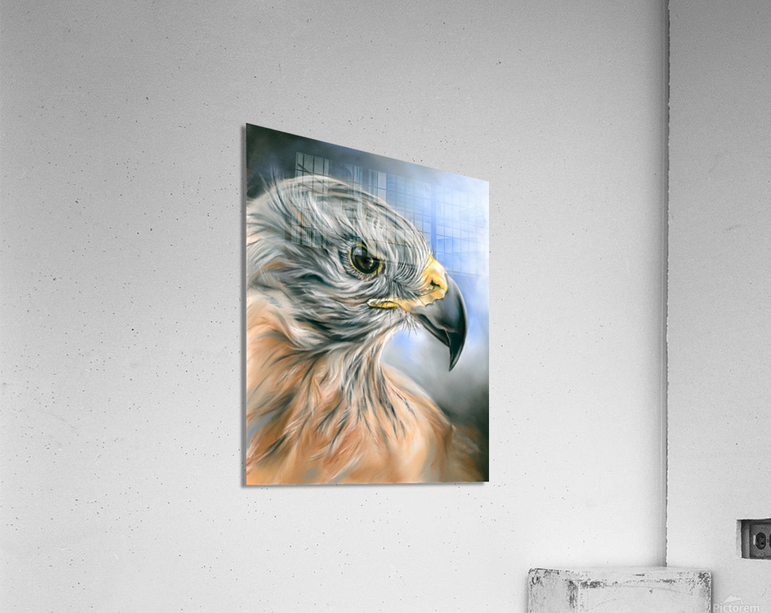 Red Tailed Hawk Acrylic Print