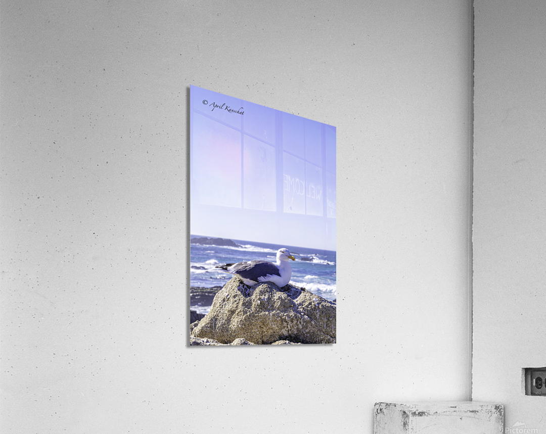 Big Sur Seagull Acrylic Print