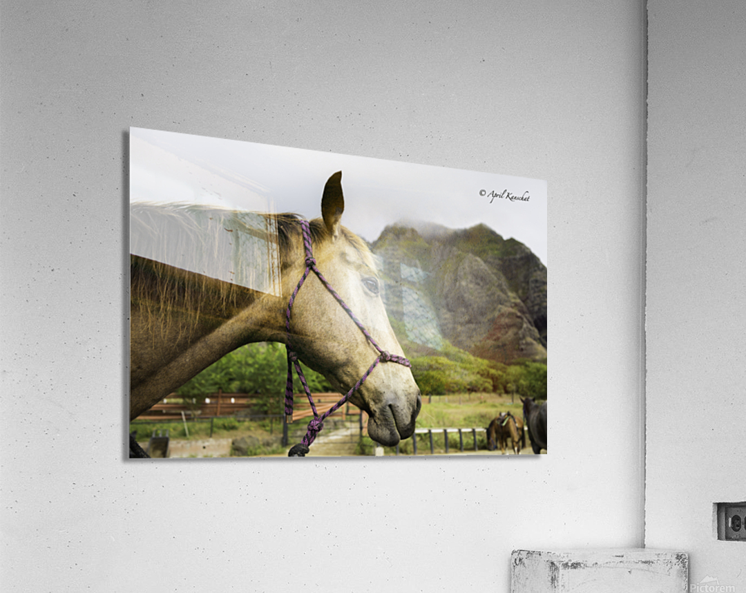 Hawaii Horse Acrylic Print