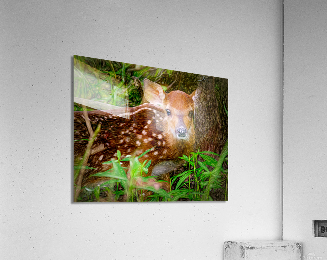 Fawn at Rest Acrylic Print
