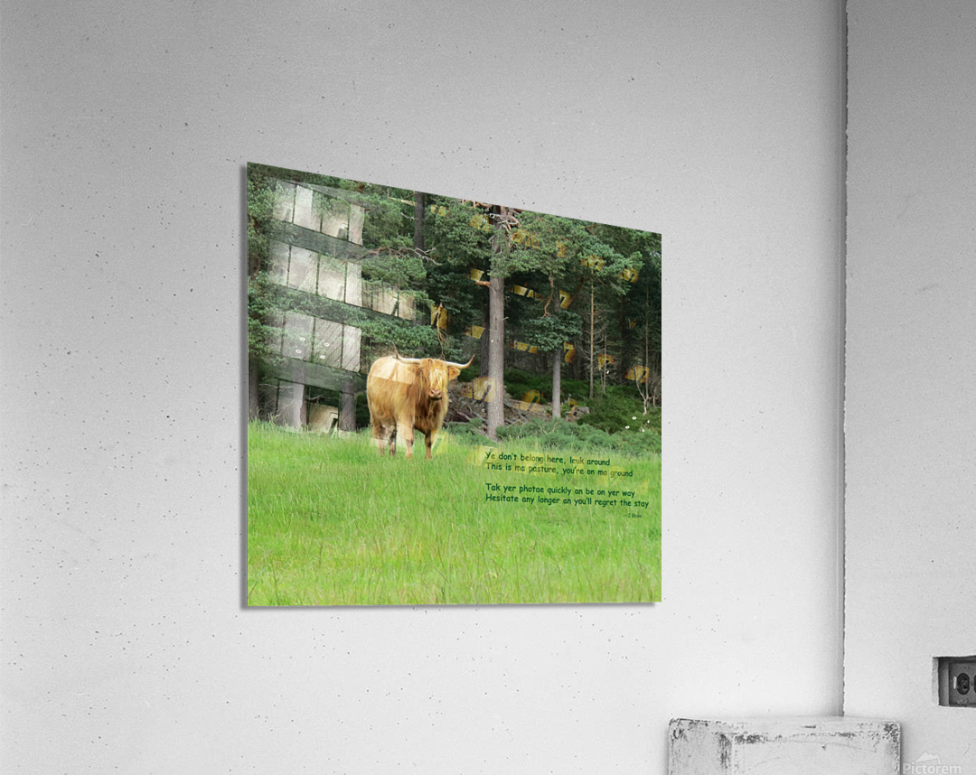 Scottish Bull - landscape Acrylic Print