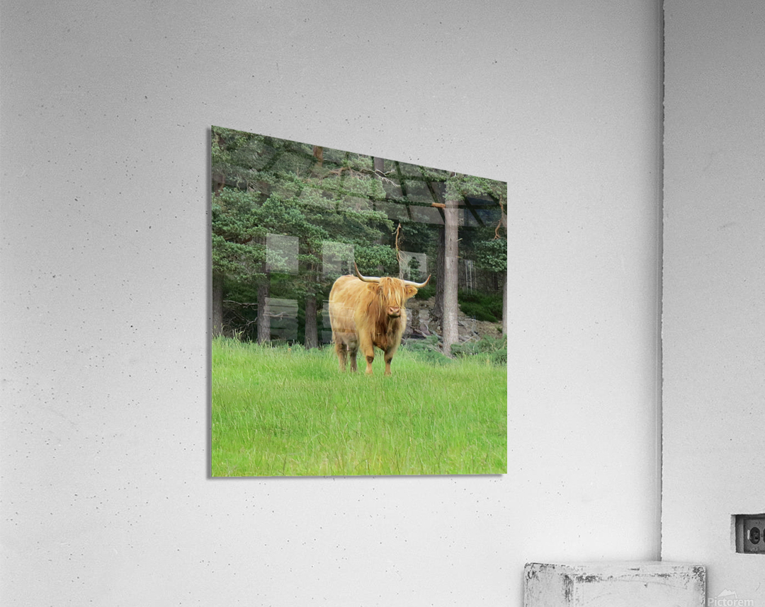 Scottish Bull - square Acrylic Print