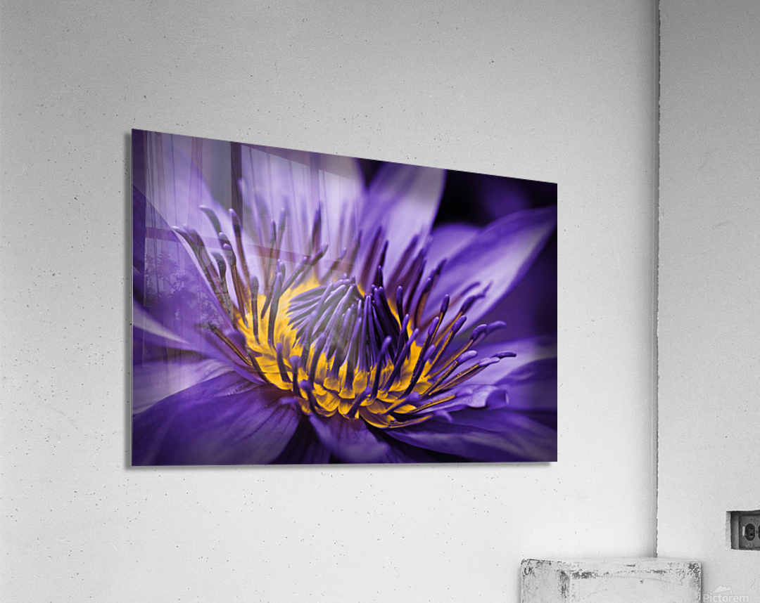 purple lily Acrylic Print