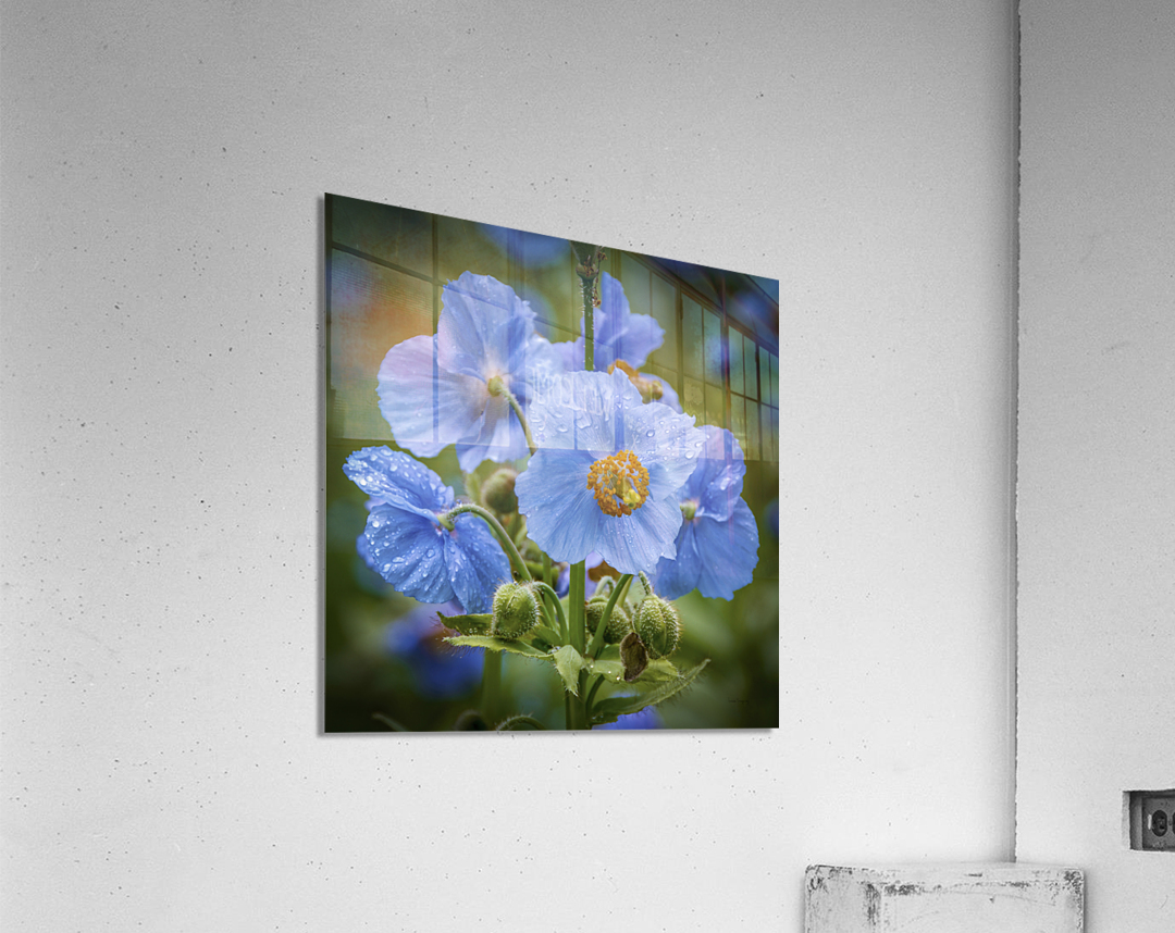 Pavots bleus  - Blue Poppies 5896 Acrylic Print