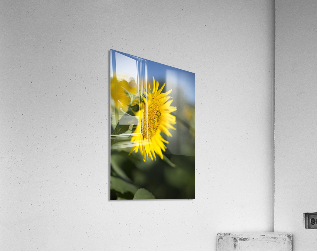 Sunflower Acrylic Print