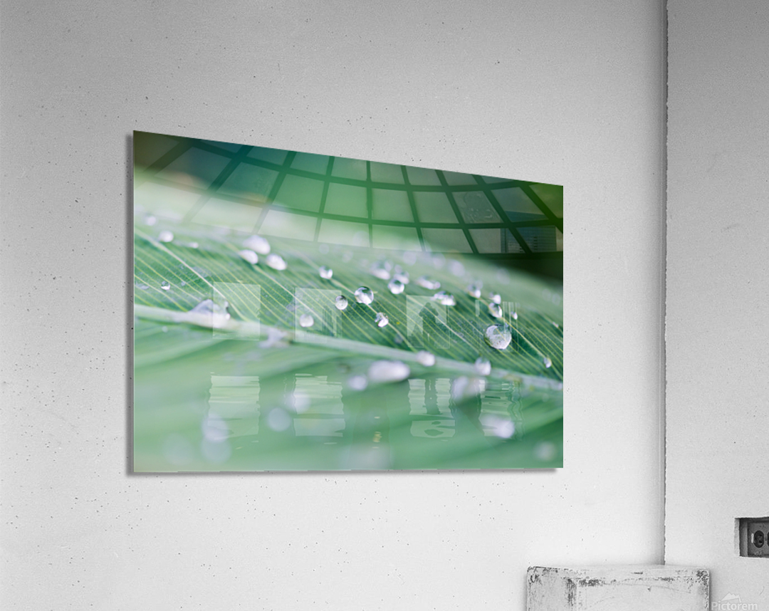 water drops on a leaf after the rain Acrylic Print