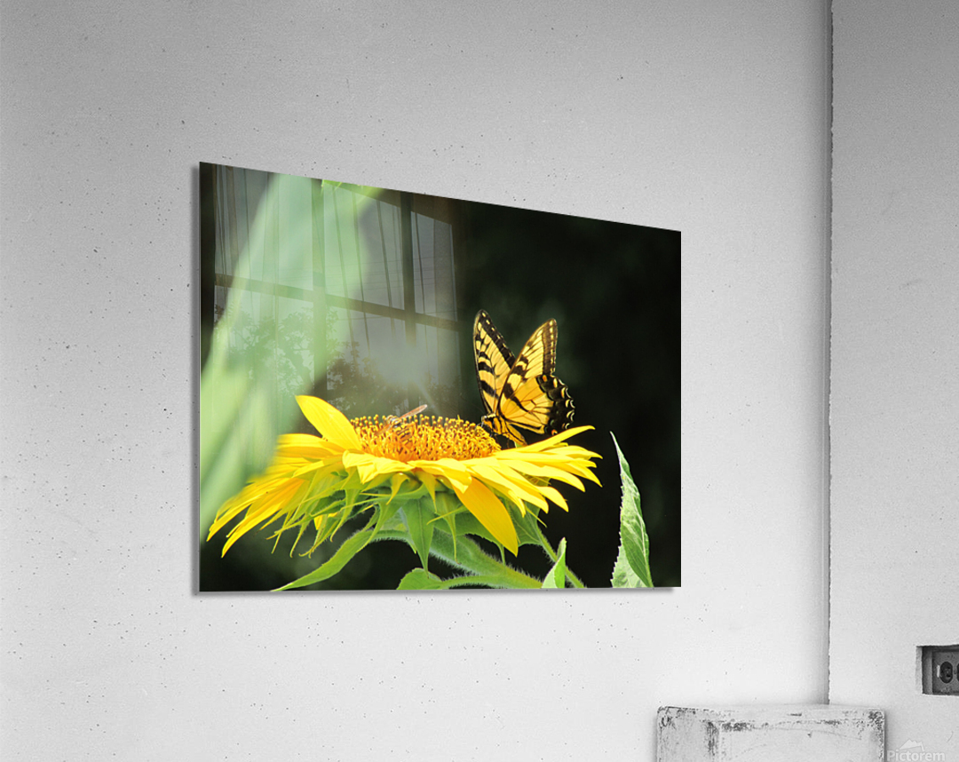 Sunflower Butterfly Acrylic Print