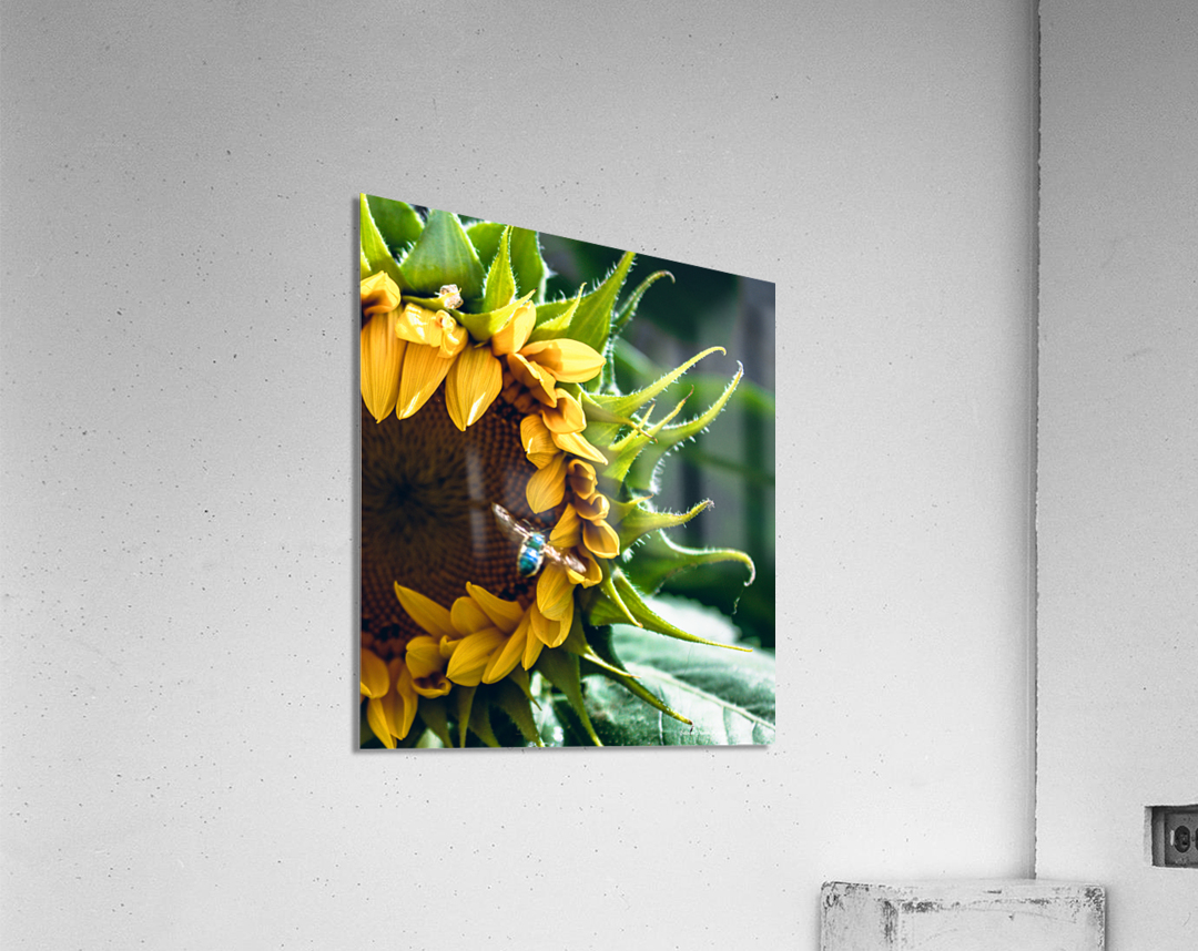 Blue Bee 2 Acrylic Print