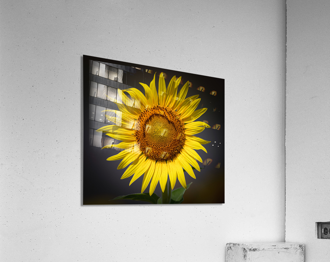  SUNFLOWER  Acrylic Print
