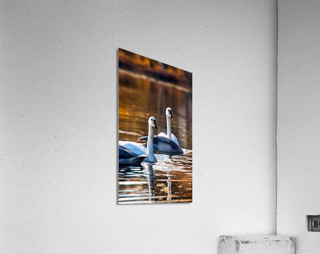 Swan Pair Acrylic Print