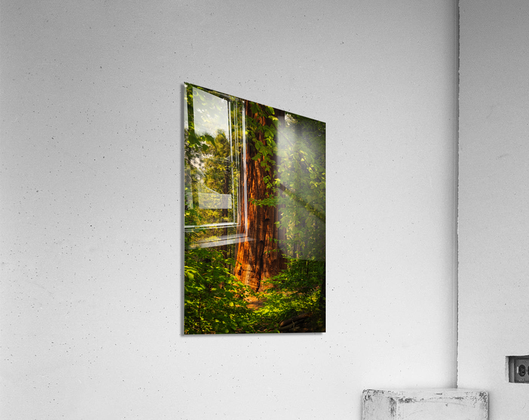 Towering Giant Sequoia Tree  Mariposa Groves Acrylic Print