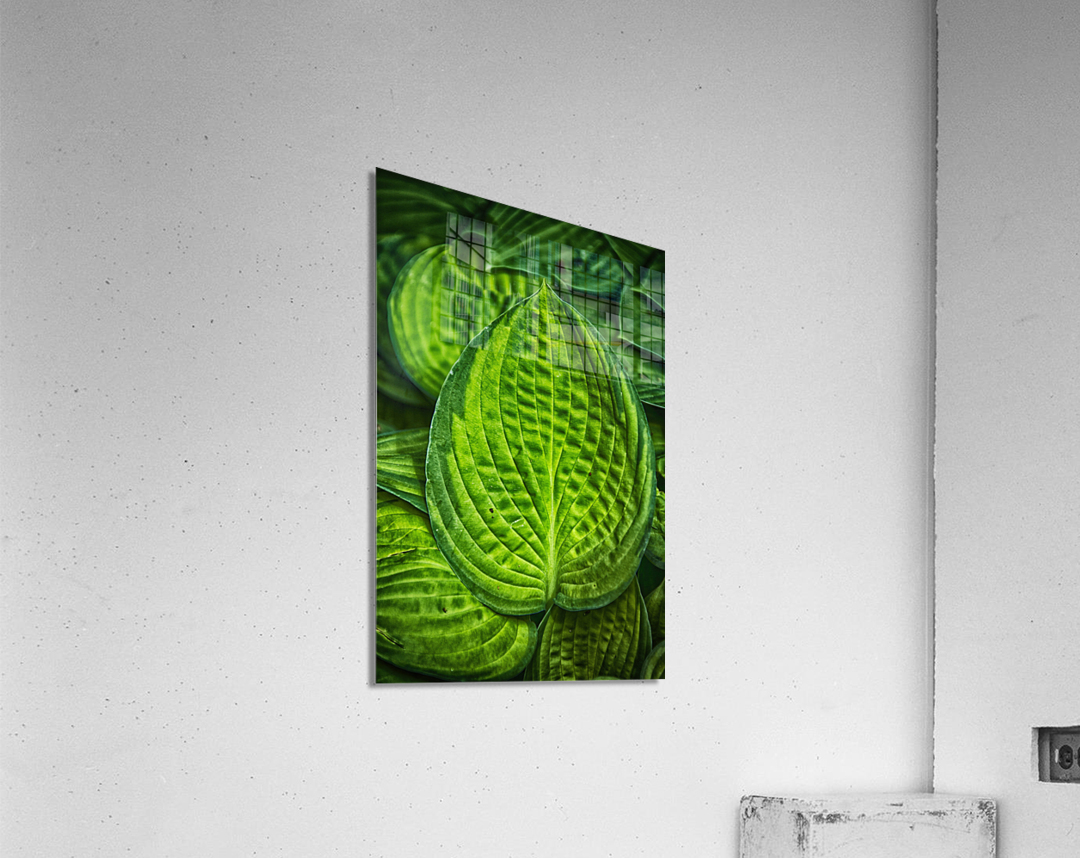 green leaves Acrylic Print