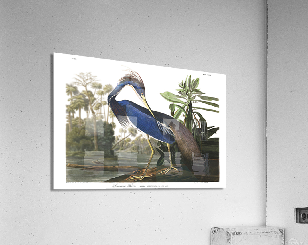 24x36 lou heron Acrylic Print