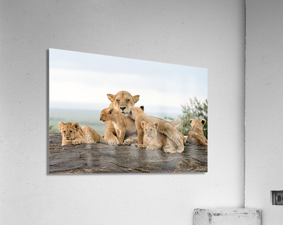 Lion Family on Rock Acrylic Print
